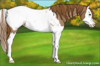 Horse Color:Red Roan Splash Appaloosa 