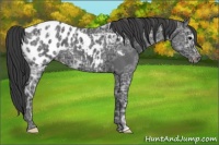 Horse Color:Black Ice Appaloosa 