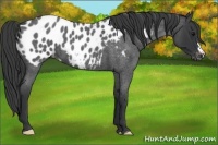 Horse Color:Blue Roan Appaloosa 