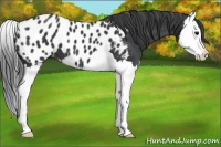Horse Color:Black Splash Appaloosa 