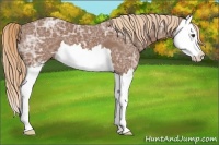 Horse Color:Chestnut Ice Splash 