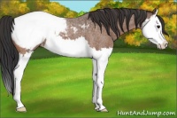 Horse Color:Bay Roan Splash Appaloosa 
