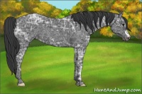 Horse Color:Blue Ice Roan Appaloosa 