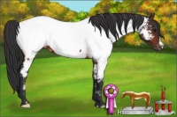 Horse Color:Bay Appaloosa 
