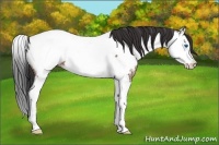 Horse Color:Bay Ice Roan Splash Appaloosa 