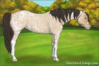 Horse Color:Amber Champagne Ice Roan 