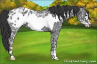 Horse Color:Blue Ice Roan Frame Appaloosa 