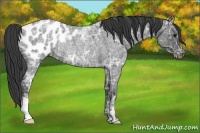 Horse Color:Blue Ice Roan Appaloosa Rabicano 