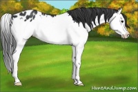 Horse Color:Black Splash Appaloosa 