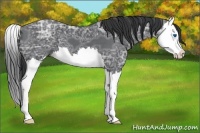 Horse Color:Blue Ice Roan Splash 