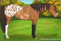 Horse Color:Bay Appaloosa 
