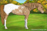 Horse Color:Red Roan Near Fewspot 