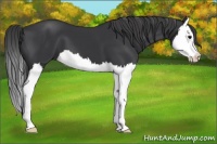 Horse Color:Black Splash 