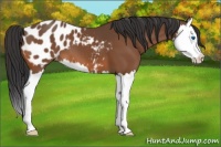 Horse Color:Bay Splash Appaloosa 