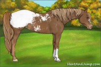 Horse Color:Chestnut Appaloosa 