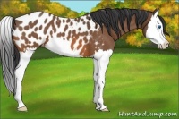 Horse Color:Bay Roan Splash Appaloosa 