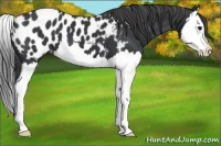 Horse Color:Black Splash Appaloosa 