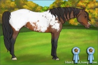 Horse Color:Bay Roan Appaloosa 