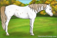 Horse Color:Chestnut Splash Appaloosa 