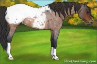 Horse Color:Bay Roan Near Fewspot Rabicano 