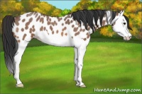 Horse Color:Bay Roan Splash Appaloosa 