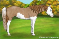 Horse Color:Red Roan Splash 