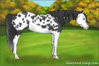 Horse Color:Black Splash Appaloosa 