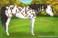 Horse Color:Bay Roan Splash Appaloosa 