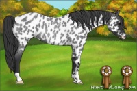 Horse Color:Blue Roan Appaloosa Rabicano 
