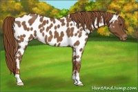 Horse Color:Red Roan Near Leopard 