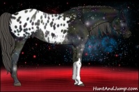Horse Color:Midnight Smoky Black Appaloosa