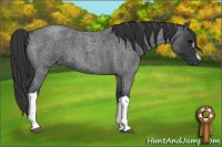 Horse Color:Blue Roan