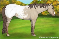 Horse Color:Liver Red Dun Appaloosa 