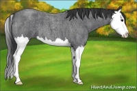 Horse Color:Blue Roan Splash 