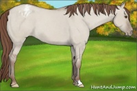 Horse Color:Classic Champagne Roan Dun Varnish