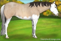Horse Color:Sable Champagne Roan Splash