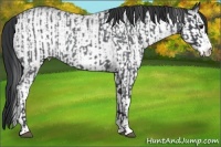 Horse Color:Blue Roan Frame Rabicano  and White Spotted Black Rabicano 