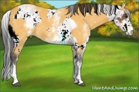 Horse Color:Buckskin Sabino Rabicano  and White Spotted Buckskin Sabino 