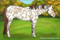 Horse Color:Classic Champagne Roan Dun Appaloosa