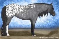 Horse Color:Blue Roan Appaloosa