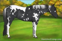Horse Color:White Spotted Black Tobiano 