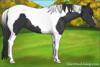 Horse Color:Black Tobiano 