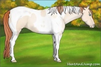 Horse Color:Amber Cream Champagne Pearl Tobiano 