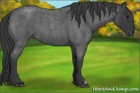 Horse Color:Blue Roan