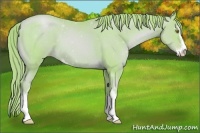 Horse Color:Watercolor Chestnut Pearl Sabino 