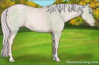 Horse Color:Watercolor Palomino Pearl Sabino 
