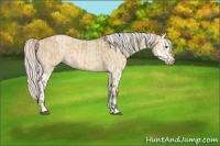 Horse Color:Silver Bay Dun Splash and Silver Classic Champagne Dun Splash
