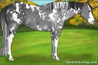 Horse Color:White Spotted Black Splash 