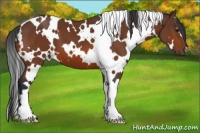 Horse Color:White Spotted Bay 