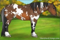 Horse Color:White Spotted Bay 
